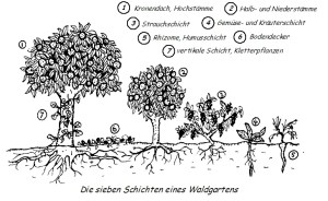Stockwerke des Waldgartens
