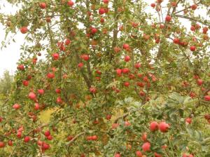 Apfelbaum