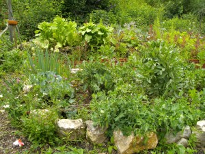 Gemüsegarten