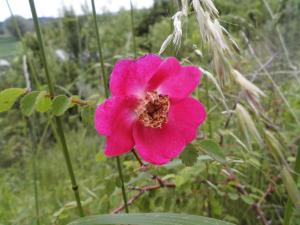 Rosa pimpinellifolia
