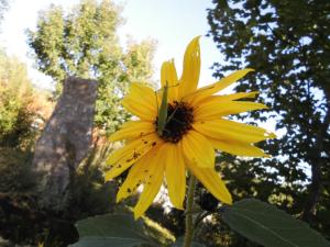 Heupferd mahlzeitet auf Sonnenblume