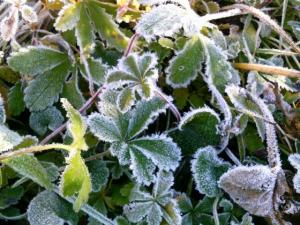 Frost Fingerkraut