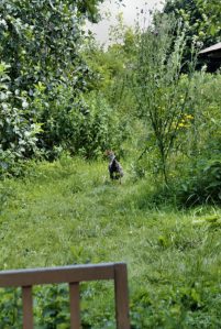 Huhn im Waldgarten