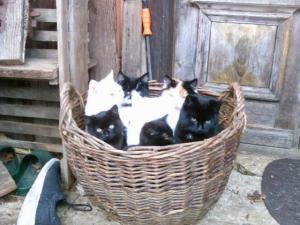Katzenkorb