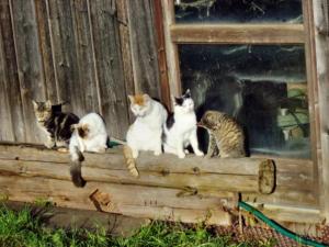 Katzenparade