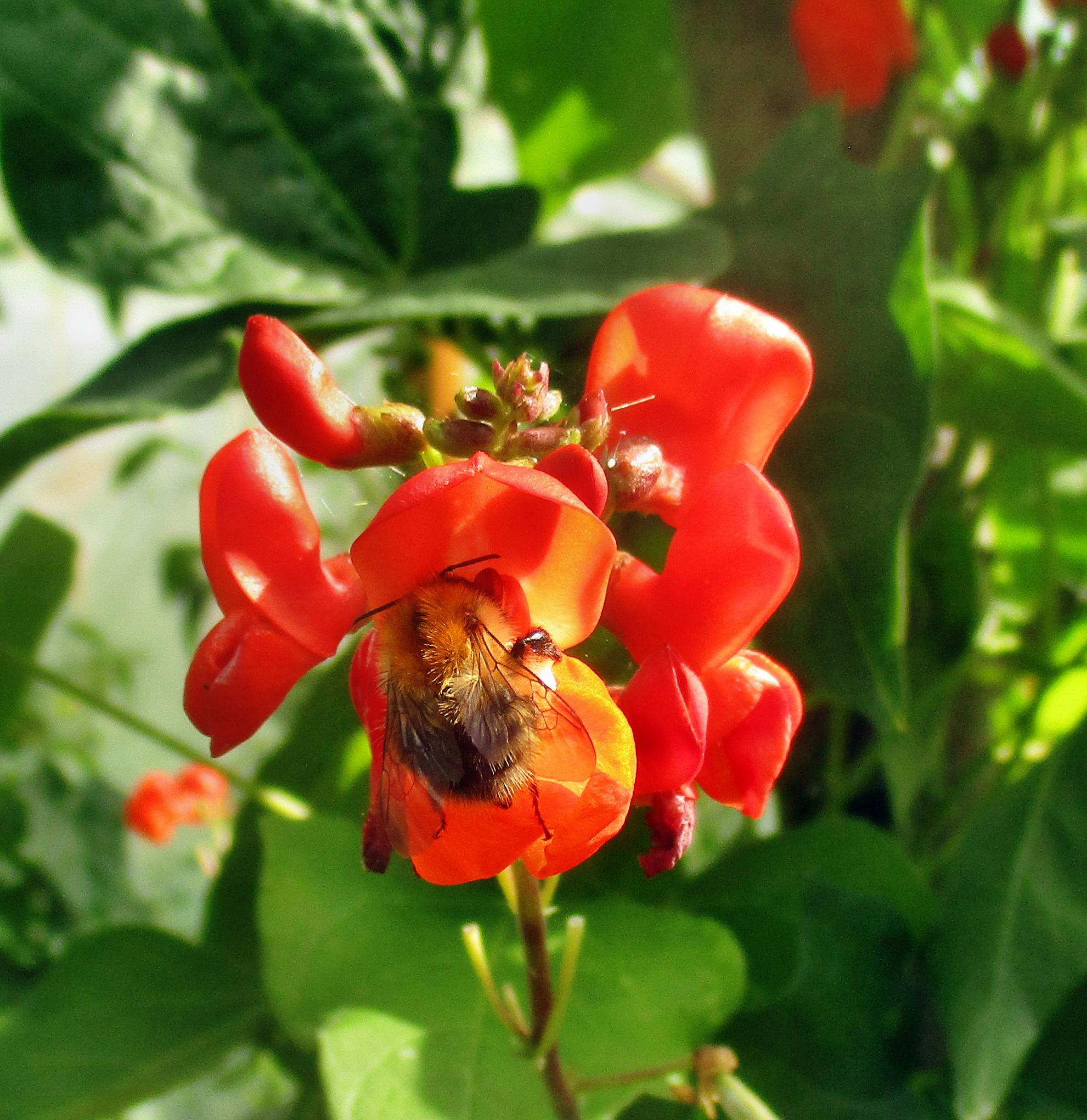 Mauerbiene in Bohnenblüte