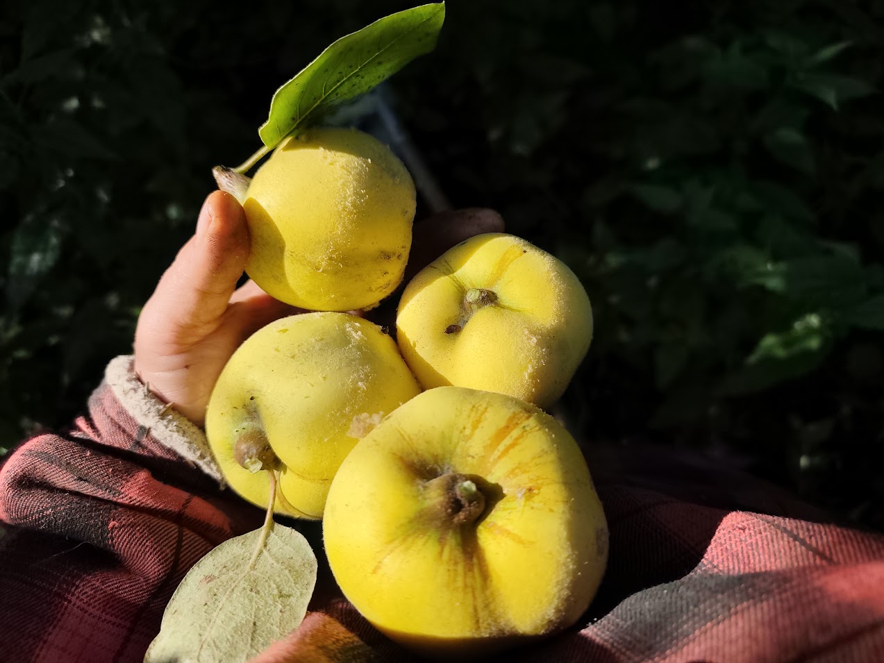 Quitten, 4 kg frisch vom Strauch